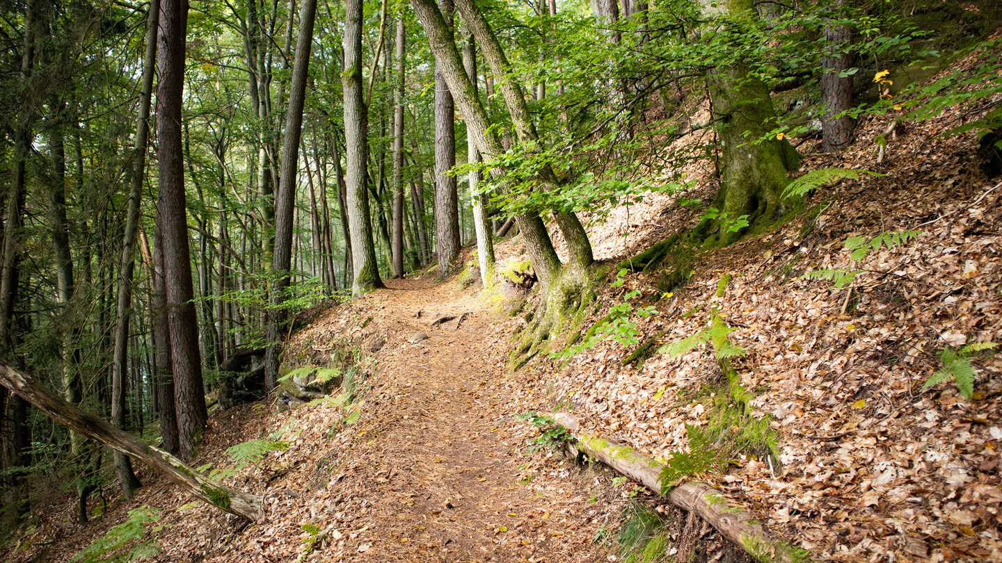 Wanderpfad zwischen Schwabenhalde und Römerfelsen