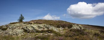 Die Natur auf dem Belchen