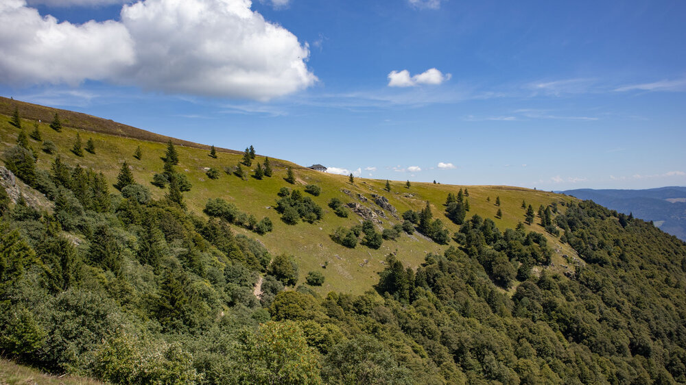 Bergflanke am Belchen