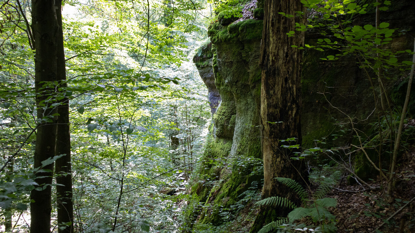 bemooste Felswände am Wanderweg in der Wolfsschlucht