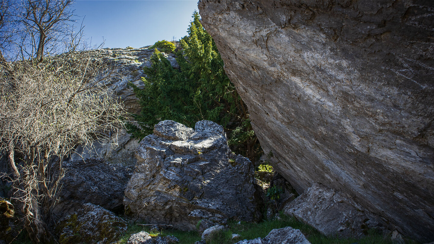 Eiben an der Wanderroute zum Pico La Maroma Eiben an der Wanderroute zum Pico La Maroma