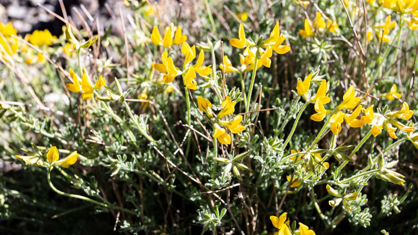 Hornklee am Wegesrand der Wanderung