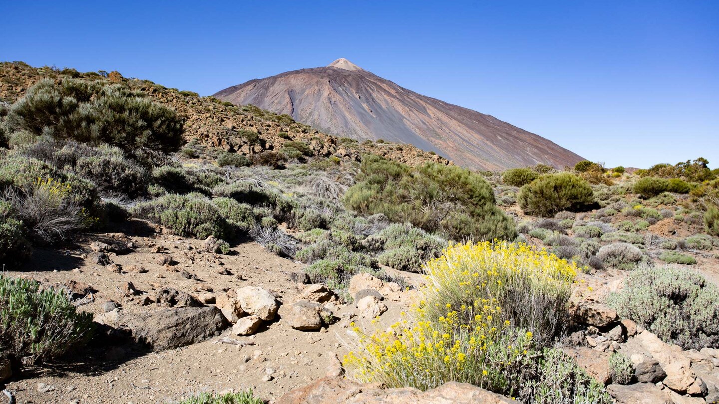 Blick auf den Teide über die Buschvegetation des Nationalparks