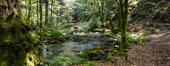 Wasserwegele im Eyachtal