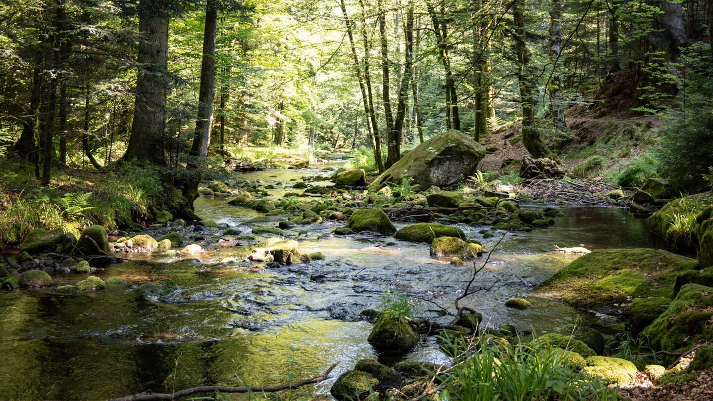 Bachlauf der Eyach am Wanderweg
