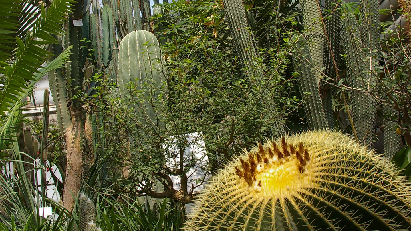 Schauhaus Sukkulenten im Botanischen Garten Heidelberg Schauhaus Sukkulenten im Botanischen Garten Heidelberg