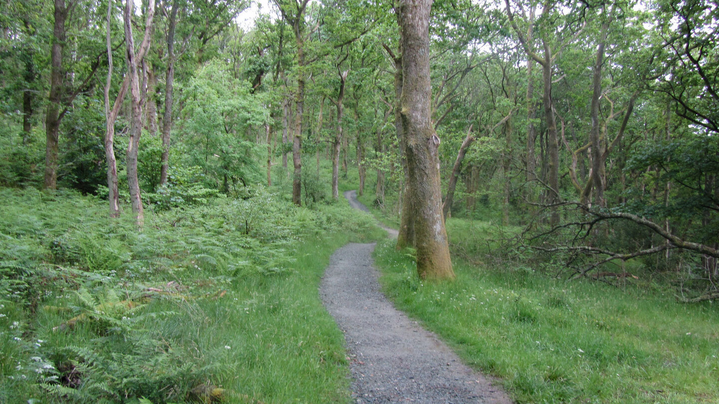 Waldwanderweg in Richtung Rowardennan Lodge