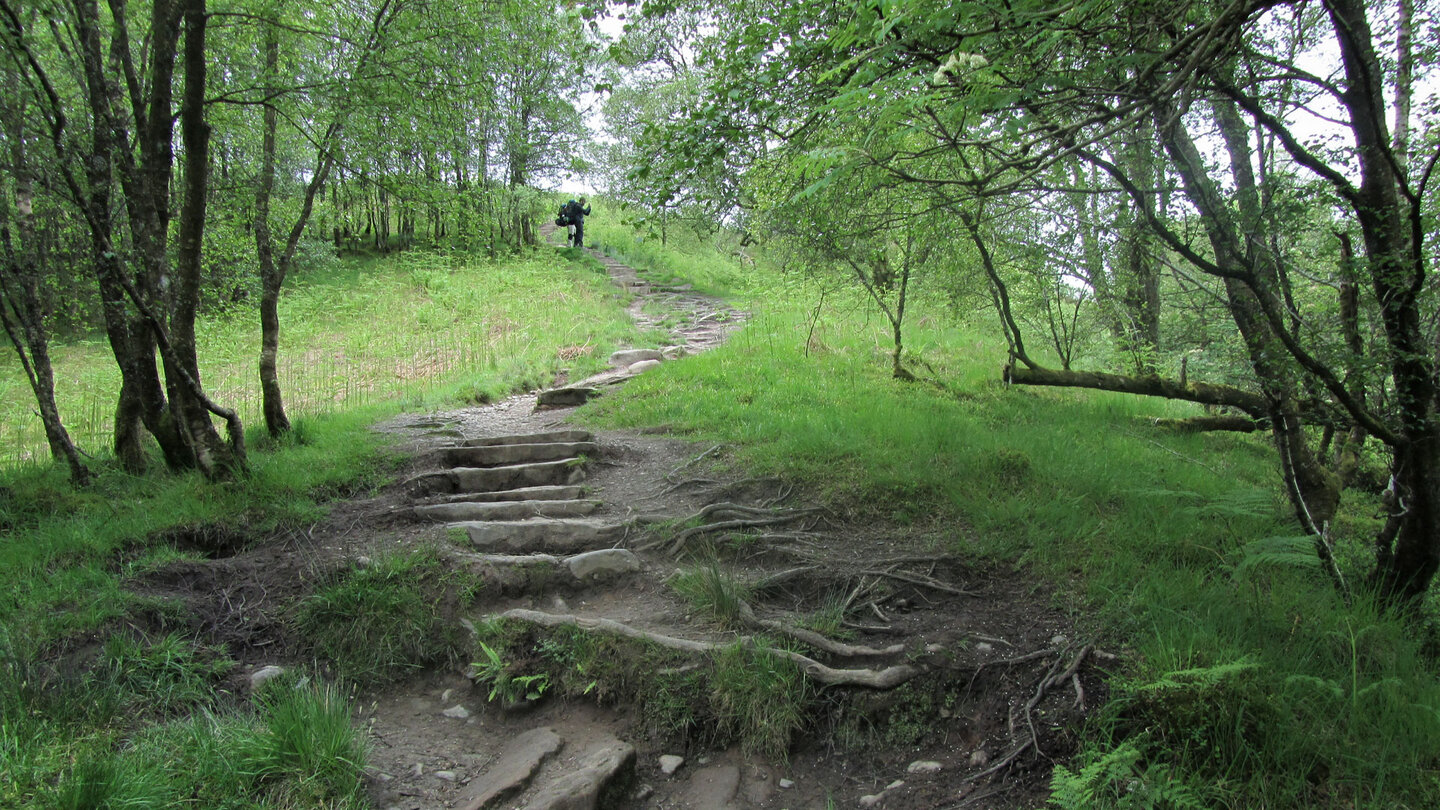 wurzeliger Weg zum Conic Hill
