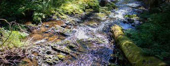 Wanderung am Bachlauf des Rötenbachs
