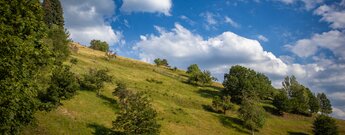 Wiesenflächen auf der Schollenberg-Rundwanderweg