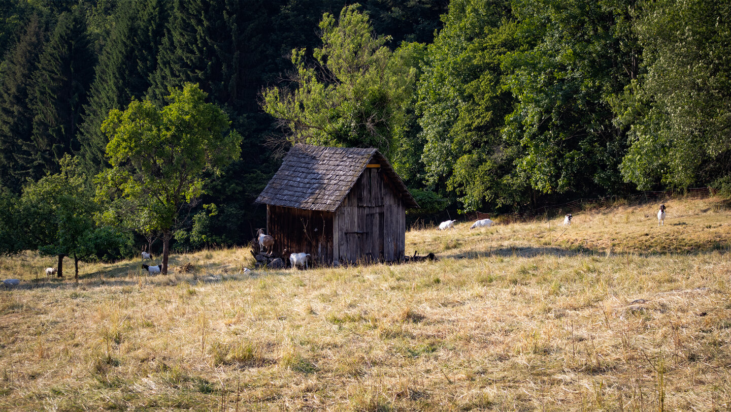 Ziegenherde bei einer Heuhütte oberhalb von Gausbach