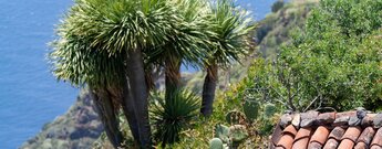 Küstenpanorama und Drachenbaum nahe Cuevas de Buracas - wandern auf dem GR 130 in La Palma