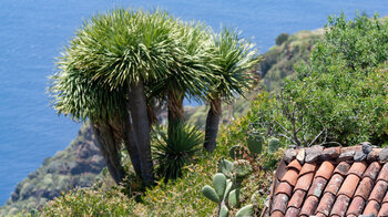 Küstenpanorama und Drachenbaum nahe Cuevas de Buracas - wandern auf dem GR 130 in La Palma