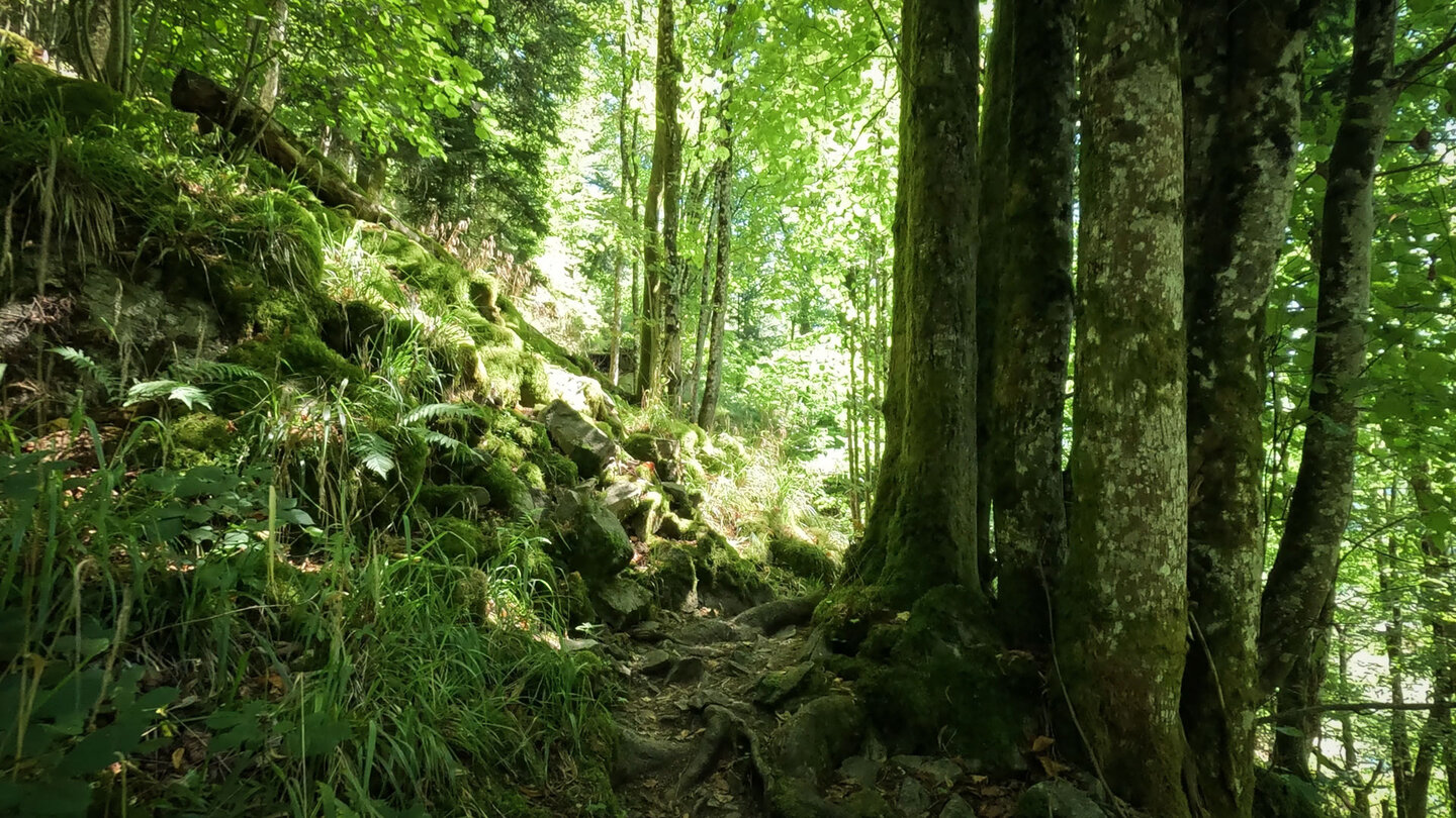 die Wanderroute beim Abstieg vom Schlossberg führt durch einen märchenhaften Wald die Wanderroute beim Abstieg vom Schlossberg führt durch märchenhaften Wald