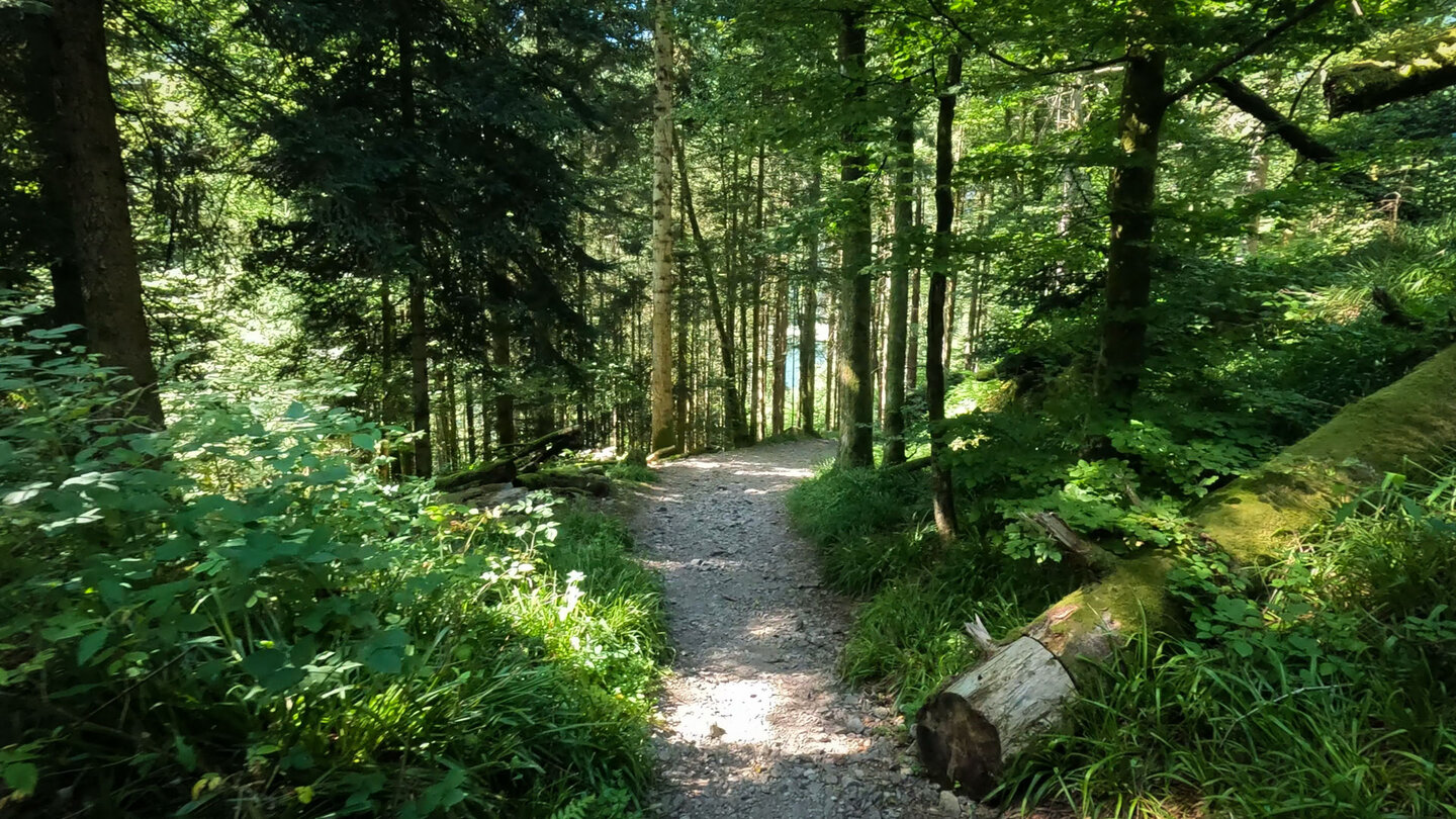 auf dem Wanderweg zur Burgruine Wildenstein leuchtet der Lac de Kruth-Wildenstein zwischen den Bäumen Wanderweg zur Burgruine Wildenstein mit Lac de Kruth-Wildenstein zwischen den Bäumen