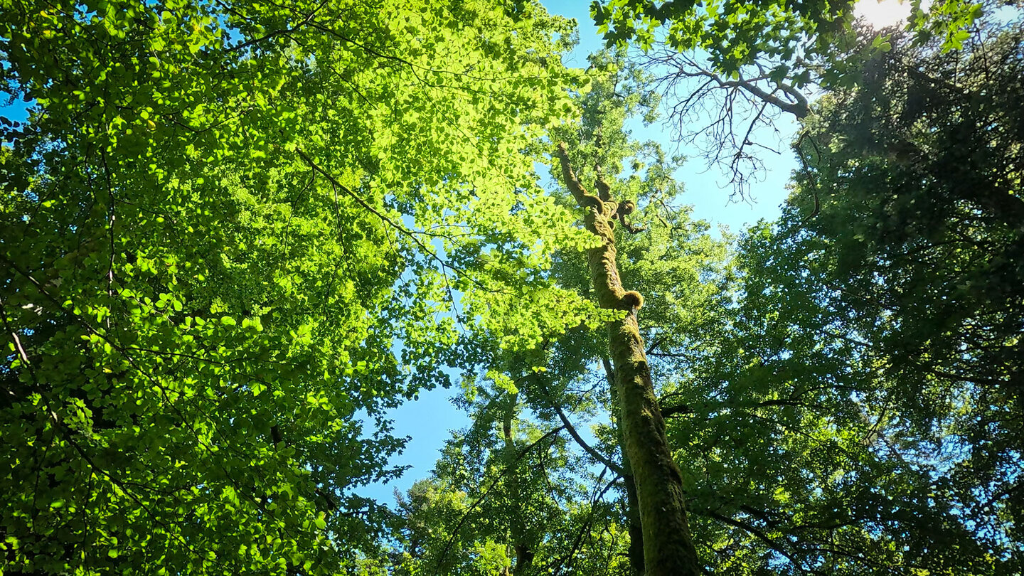 idyllischer Mischwald in den Vogesen Mischwald in den Vogesen