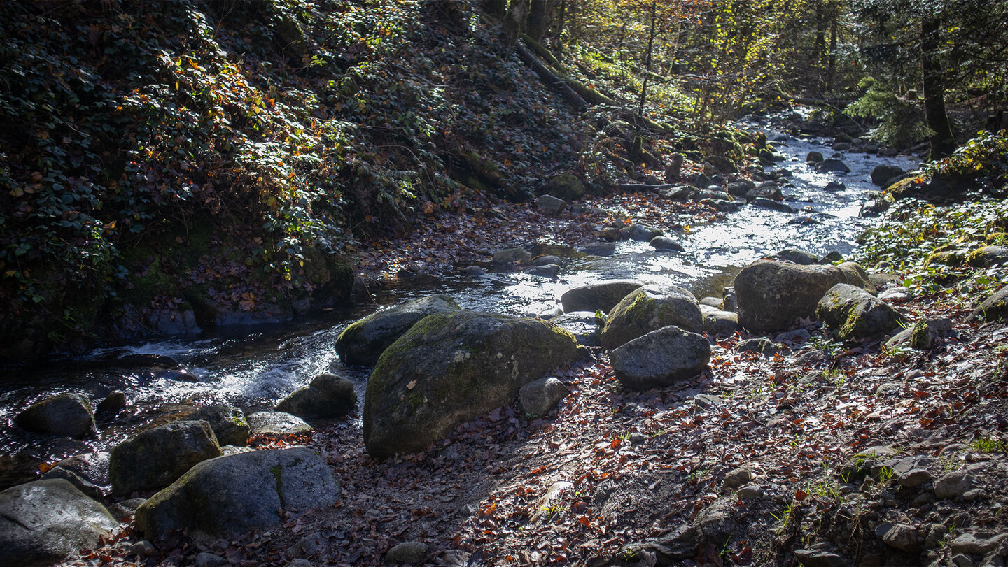 der Bachlauf der Thur in den Vogesen