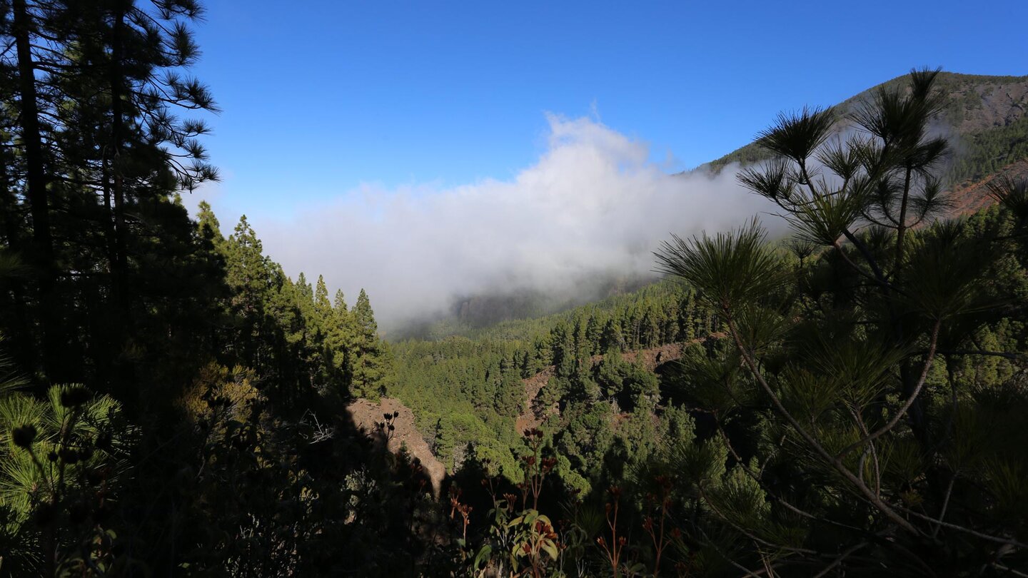 Blick aus dem Kiefernwald während der Wanderung