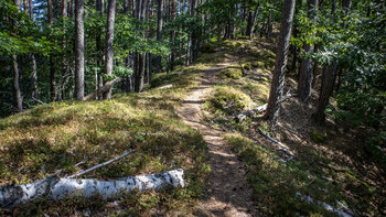 Malerischer Kammwanderweg über den Eichelberg im Wasgau.