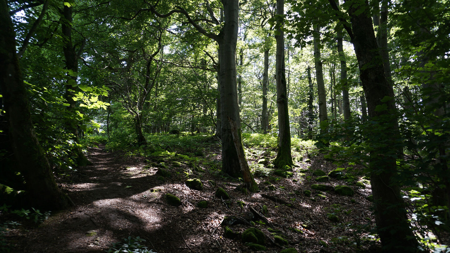 der Ernstbergsteig im Naturpark Vulkanregion Vogelsberg verläuft durch Laubwald der Ernstbergsteig im Naturpark Vulkanregion im Laubwald