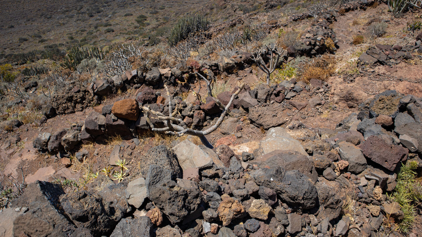 steile Aufwanderung von Punta Teno nach Teno Alto