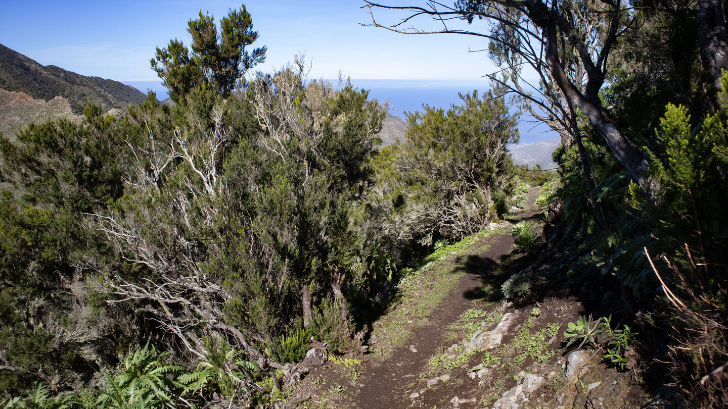 der Aufstiegspfad auf die Cumbre de Bolico ist von Baumheide gesäumt