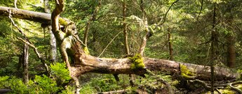 Wald an der Gipfelstürmer-Tour