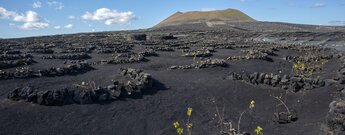 Blick über das Weinbaugebiet La Geria zum Vulkan Juan Bello auf Lanzarote