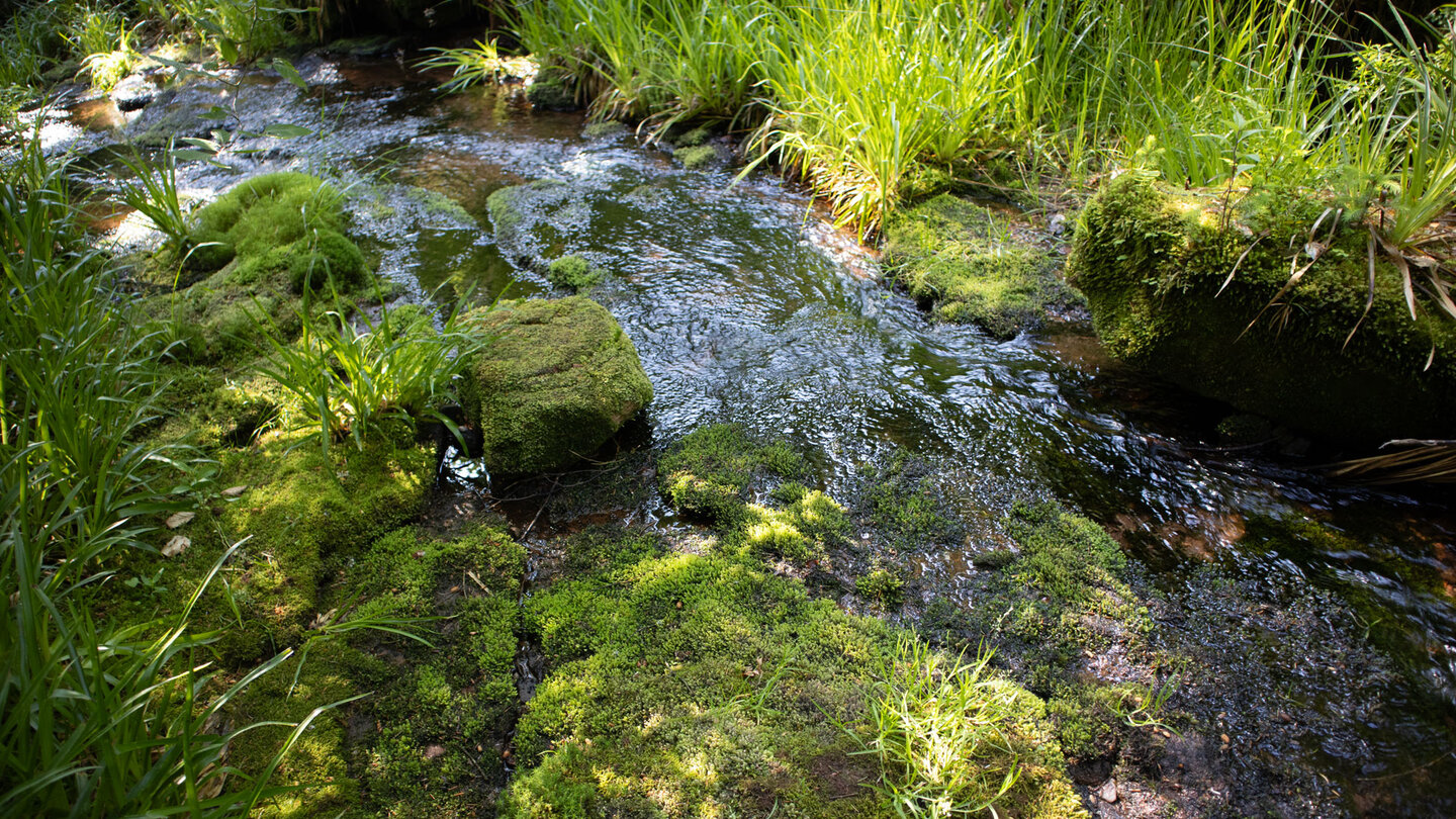 bemooster Oberlauf des Bösen Ellbach bemooster Oberlauf des Bösen Ellbach