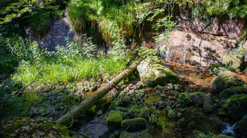 wildromantischer Oberlauf des Bösen Ellbach