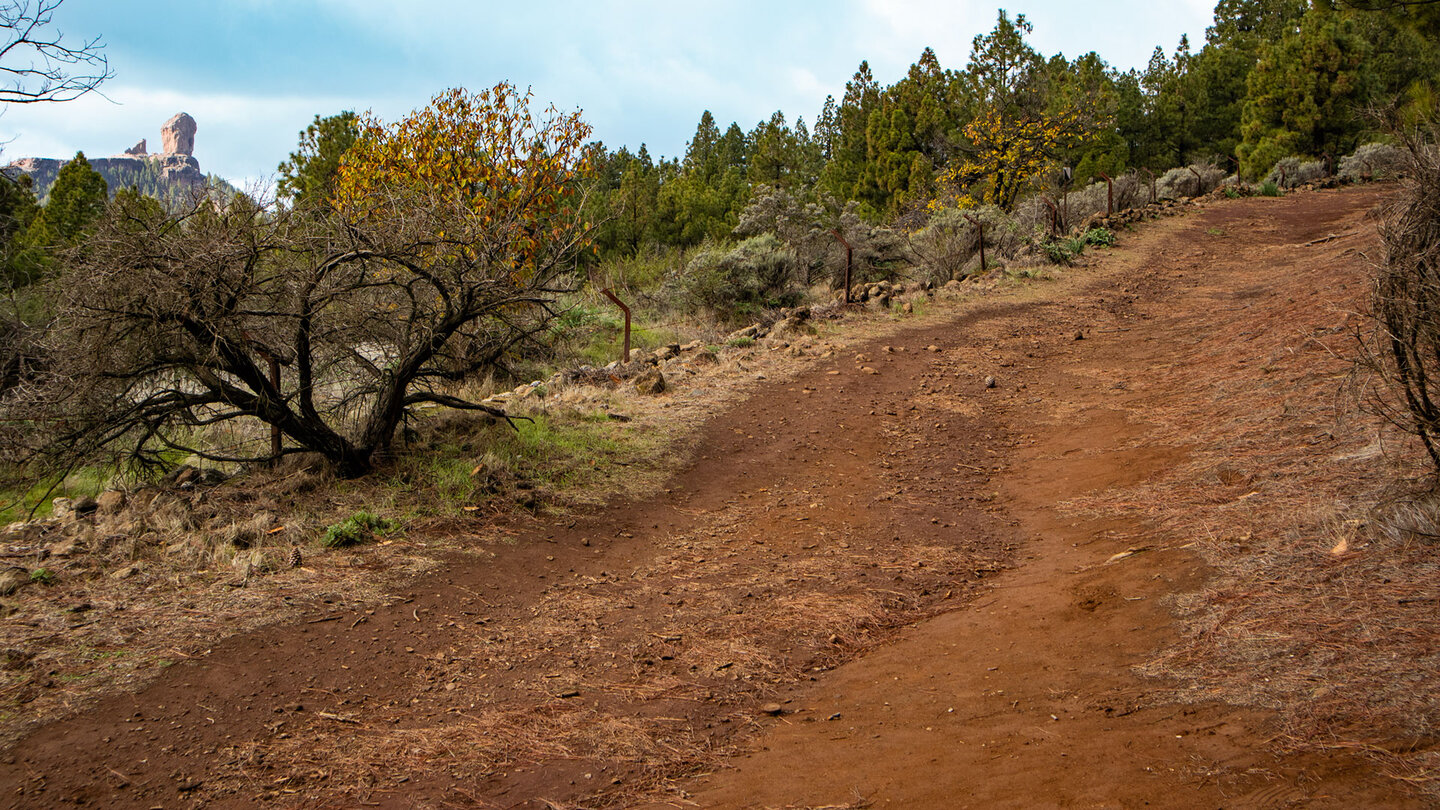 Blick zum Roque Nublo von Llanos de la Pez