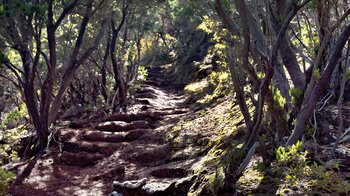 Wanderweg über Treppen im Baumheide-Buschwald