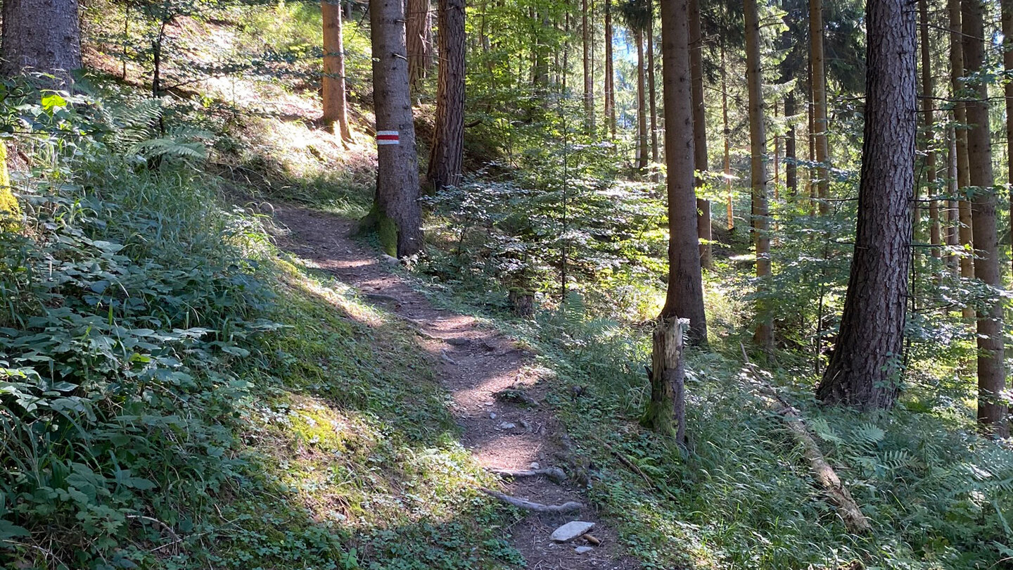 auf wurzeligen Pfaden geht es weiter zur Gafadurahütte auf wurzeligen Pfaden geht es weiter