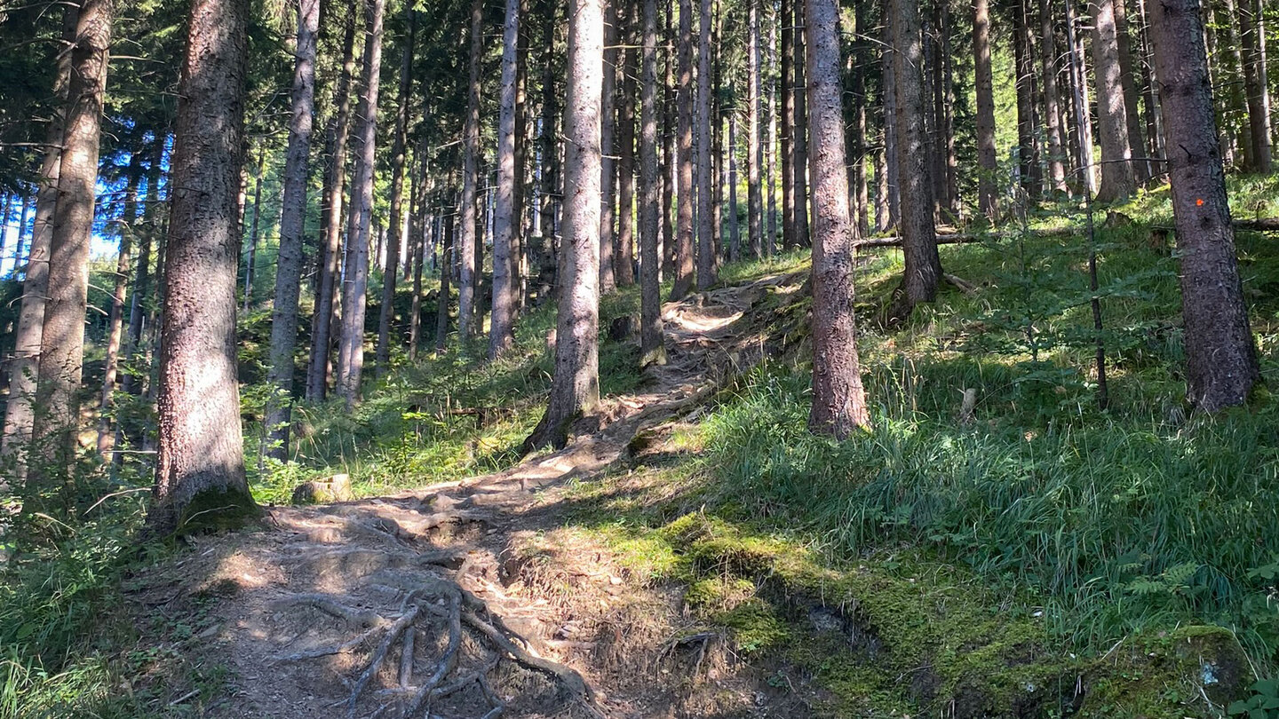 wurzelreiche Pfade führen weiter hinauf wurzelreiche Pfade führen weiter hinauf