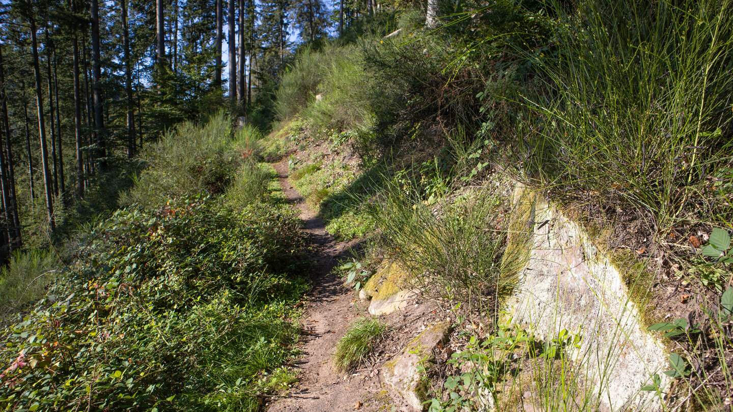 idyllischer Wanderpfad Richtung Kuhnertkopf