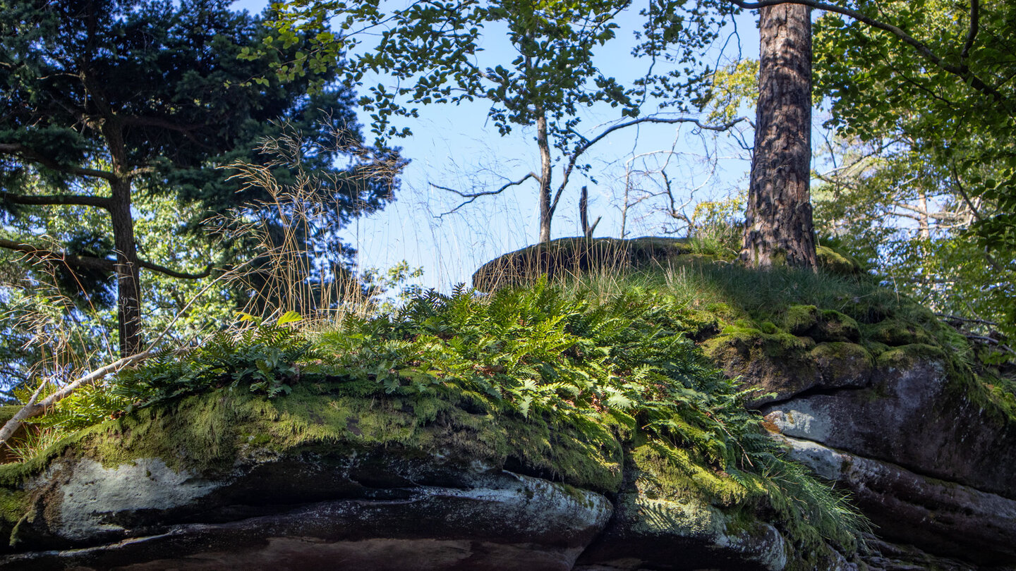 bewachsene Buntsandsteinfelsen entlang der Wanderroute
