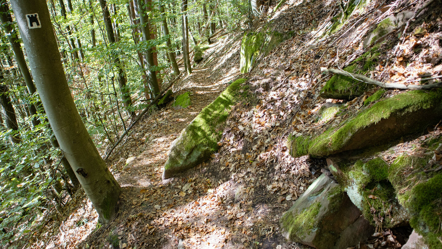 Wanderpfad durch Buchenwald nach Schönau