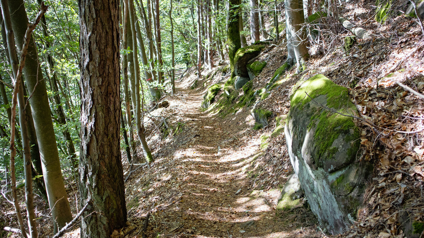 sanft absteigender Wanderweg entlang des Deutsch-Französischen Burgenwanderwegs