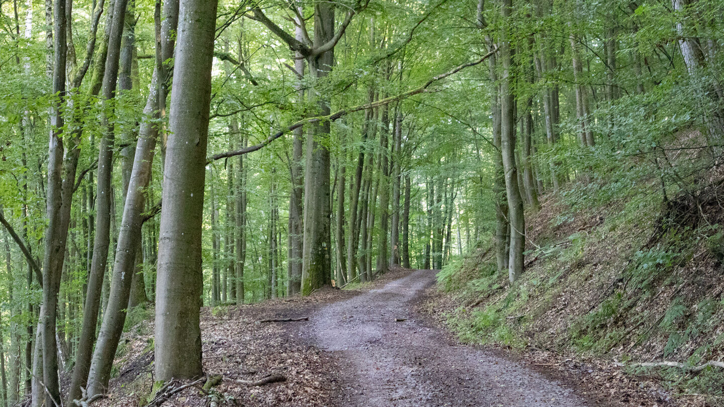 breiter Wanderweg zur Passhöhe am Sindersberg