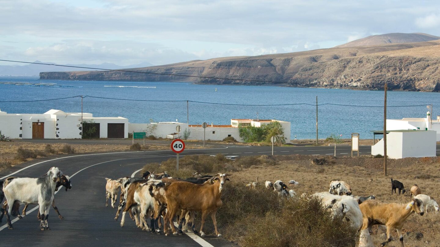 Ziegen auf der Zufahrtsstraße nach Playa Quemada und Blick auf die Küste des Ajaches Naturdenkmal