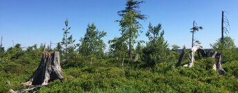 die offene Landschaft auf der Badener Höhe liegt oberhalb von Herrenwies