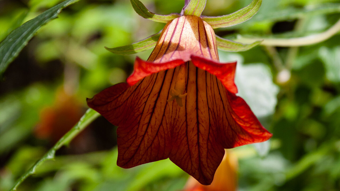 Blüte einer Kanarenglockenblume