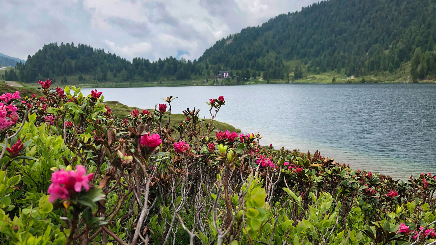 Alpenrosen am Ufer des Antholzer Sees im Naturpark Rieserferner-Ahrn Alpenrosen am Antholzer See im Pustertal