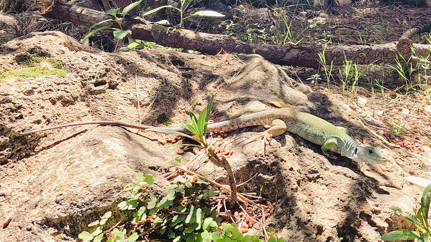 Betische Perleidechse am Rio Verde im Naturpark Sierras de Tejeda, Almijara y Alhama Betische Perleidechse am Rio Verde - Sierras de Tejeda, Almijara y Alhama
