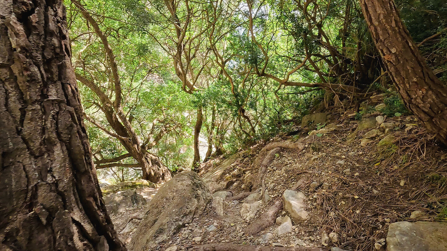 Wanderweg im Barranco de las Chorreras Wanderweg im Barranco de las Chorreras