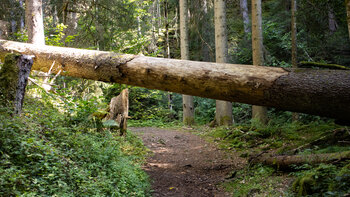 Baum über den Wanderweg in der Rötenbachschlucht