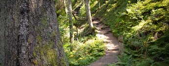 Wegesrand in der Rötenbachschlucht