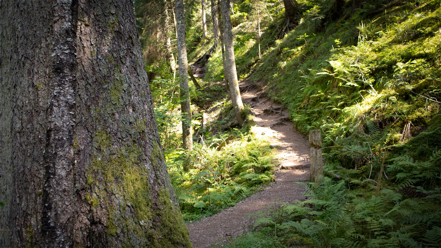 Wegesrand in der Rötenbachschlucht