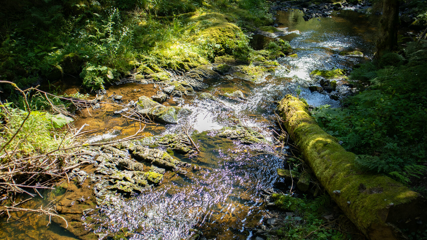 Blick auf den Bachlauf des Rötenbachs