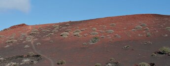 rote Lapillifelder mit zaghaftem Pflanzenbewuchs auf Lanzarote